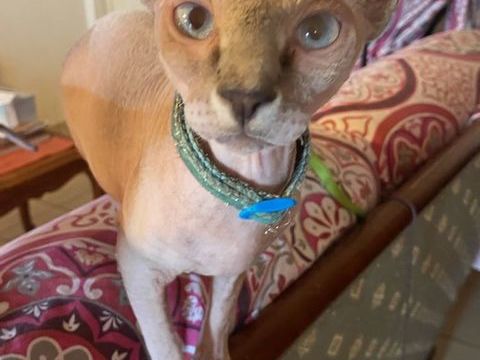 Chat sphynx 1400 83500 La seyne-sur-mer