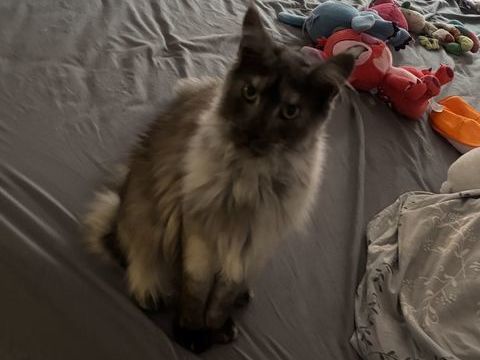 Main coon black smoke 1000 82100 Castelsarrasin