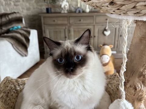 Magnifique chat, ragdoll 900 60360 Lihus