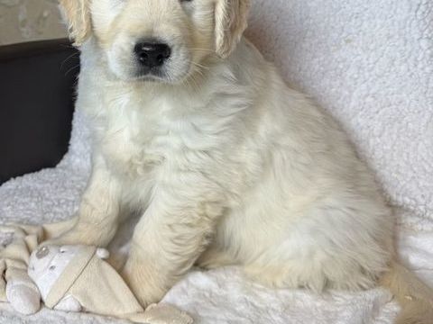 Adorables chiots Golden Retriever  480 64200 Biarritz