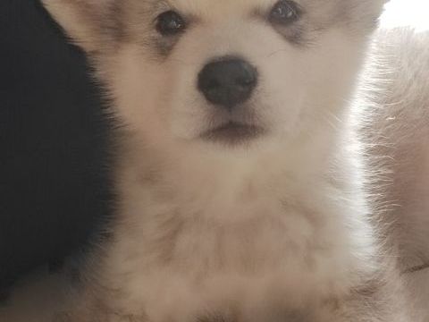 Chiot malamute d'Alaska 700 74200 Marin