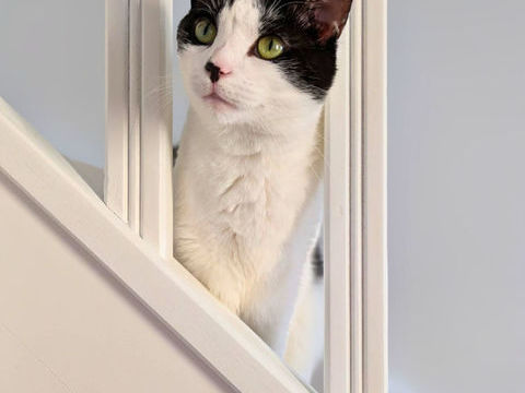 Cyb&egrave;le, femelle type Europ&eacute;en n&eacute;e en 2020 200 75014 Paris