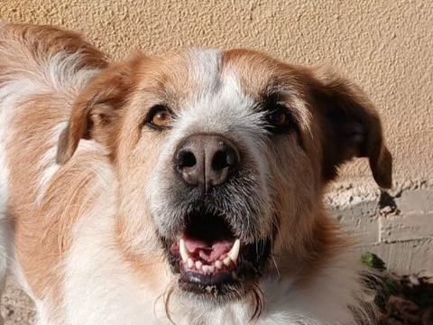 NESS 320 27620 Gasny