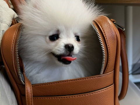 Male chiots spitz Pom&eacute;ranien 1300 64110 Maz�res-lezons