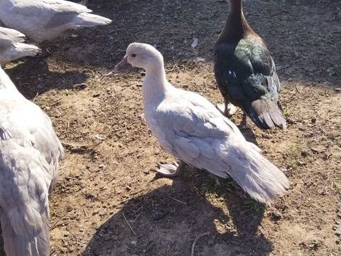 canards de barbarie 15 72300 La chapelle-d'align