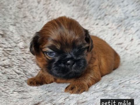 A r&eacute;server magnifiques chiots shih tzu lof  1300 17000 La rochelle