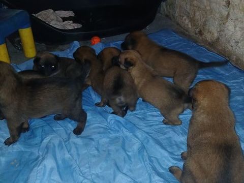 B&eacute;b&eacute;s malinois 0 56410 Erdeven