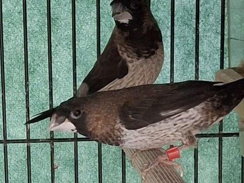 Moineau du japon 10 35360 M�dr�ac