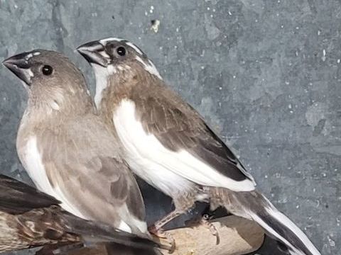 Moineaux panache 10 45000 Orl�ans