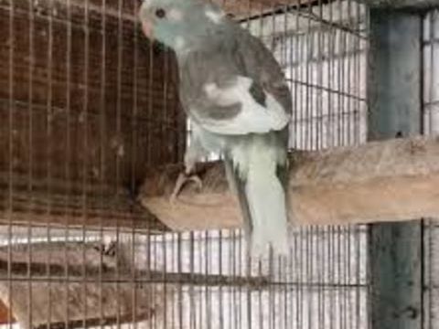 Kakariki B24 B25 45 53200 Ch�teau-gontier