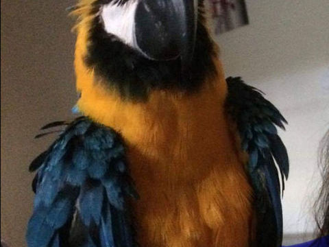 Perroquet ara ararauna Male 2500 33112 Saint-laurent-m�doc