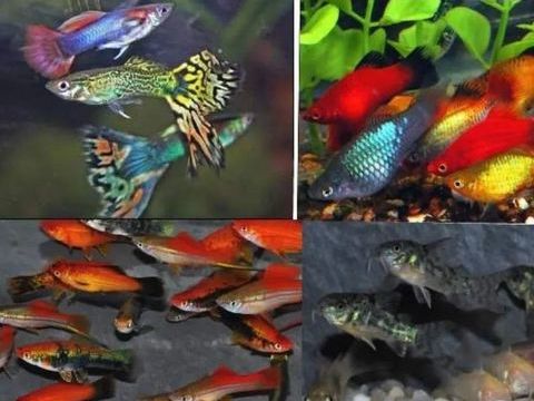 GUPPYS PLATYS MOLLY XYPHOS CREVETTES 1 67880 Krautergersheim