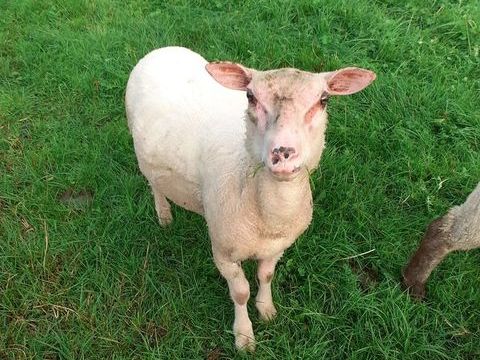 Agneaux 150 88410 Claudon