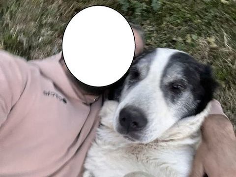 BEETHOVEN chien croisé 8 ans 100 59300 Valenciennes