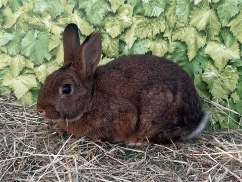 Lapins castors 25 60420 Saint-martin-aux-bois