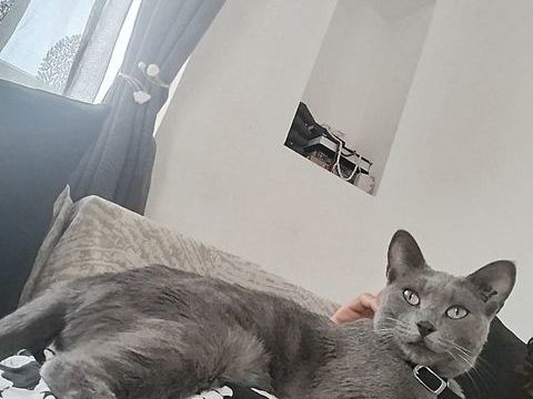 Je donne ma chatte de 2.5 ans st&eacute;rilis&eacute; vaccin&eacute; propre 0 77370 Nangis