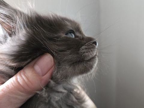 splendide femelle maine coon black smoke polydactyle 1650 30700 Uz�s