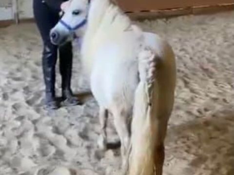 Jument Miniature Am&eacute;ricaine 800 45420 Dammarie-en-puisaye