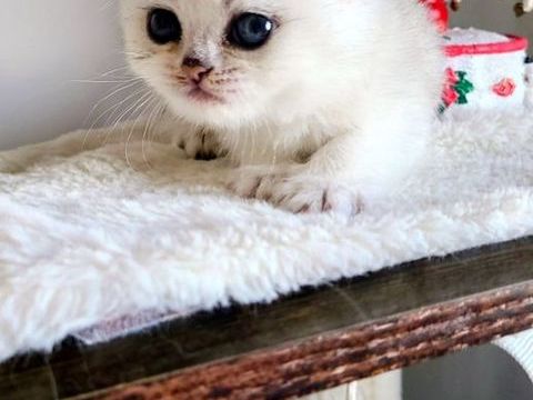 Magnifique chatonne British Shorthair – Blanchette 1400 13014 Marseille