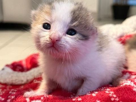 CHOUKETTE, jolie minette &agrave; l'adoption 1 30130 Pont-saint-esprit