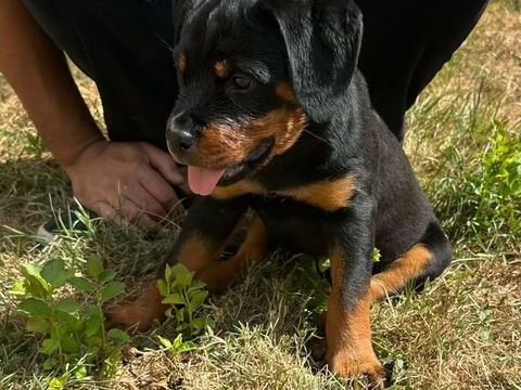 Magnifiques chiots ROTTWEILER LOF 1 27420 Villers-en-vexin