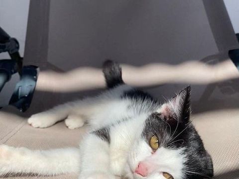 🐾 Ath&eacute;a, femelle X europ&eacute;en n&eacute;e le 05/09/2025🐱 200 77000 Livry-sur-seine