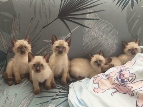 Chatons Siamois 500 59160 Lomme