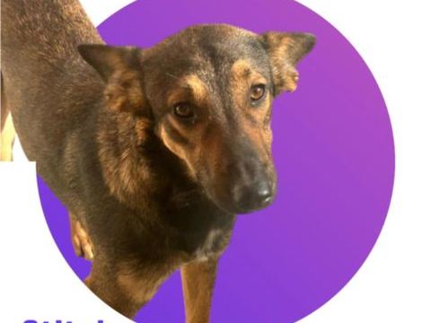 STITCH est &agrave; l'adoption et attend de trouver sa famille pour la vie pour la rejoindre en France 💙 300 28250 Senonches