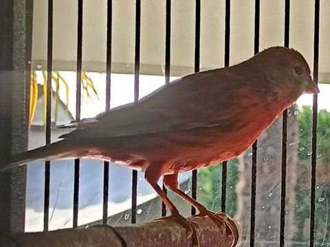 Canaris et Paddas 20 77750 Saint-cyr-sur-morin