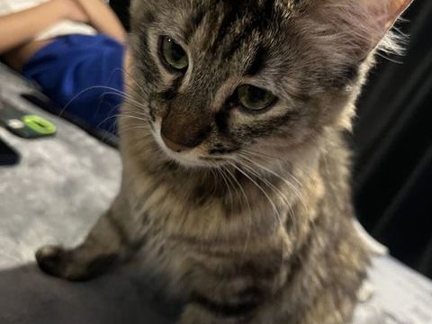 Chaton cherche famille pour adoption 1 ans elle a 1 ans  0 13013 Marseille