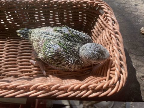 B&eacute;b&eacute; perruche &agrave; collier vert 80 77181 Courtry