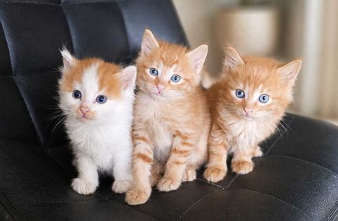Chatons &agrave;       adopter 0 77000 Melun