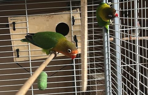 Inséparables Fischer 30 06330 Roquefort-les-pins