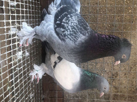 Pigeon takla 100 89400 Migennes