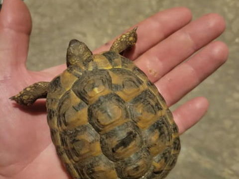 Tortue Greeca 60 84000 Avignon