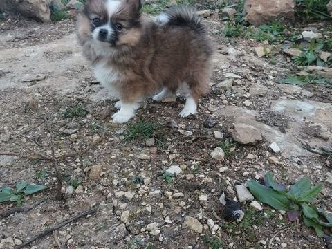 Femelle spitz 
950 12200 Villefranche-de-rouergue