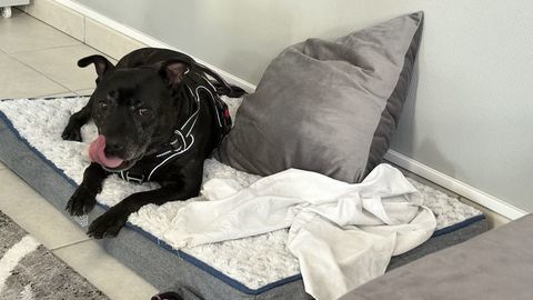 Chienne staffie 7 ans 0 74350 Copponex