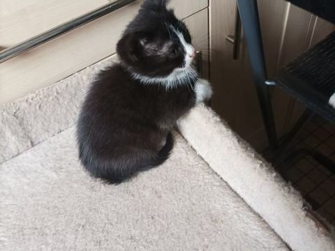 chatons 0 62000 Dainville