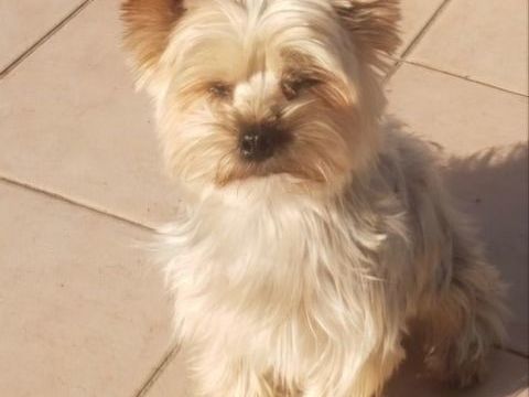 Recherche mon chien disparu  47110 Sainte-livrade-sur-lot