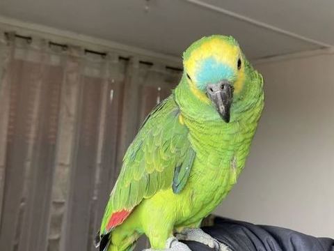 Rio perroquet AMAZONE &Agrave; FRONT BLEU 2 1200 11000 Carcassonne