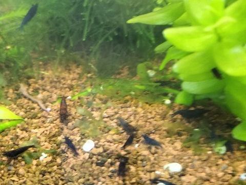 Crevettes Blue velvet 1 57330 Hettange-grande