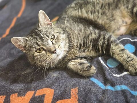 ELLIE 210 60000 Beauvais