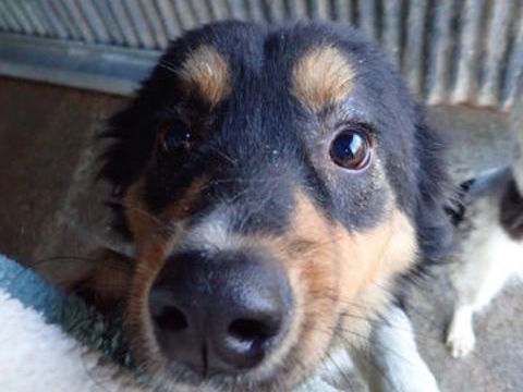 Goody &agrave; l'adoption 300 60000 Allonne