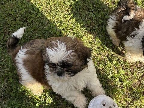 Disponible  chiots Shiztsu tricolore familiale 750 45310 Gmigny