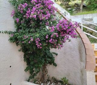 Location  Appartement 