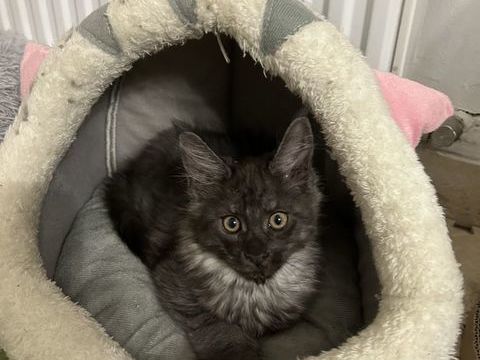 Chatons Maine Coon 900 67200 Strasbourg