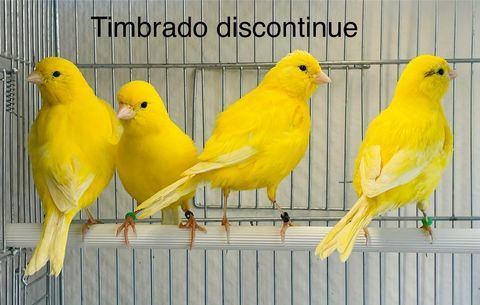 Tr&egrave;s Belles S&eacute;lections De Canaris Couleurs Chants Postures 39 94450 Limeil-br�vannes