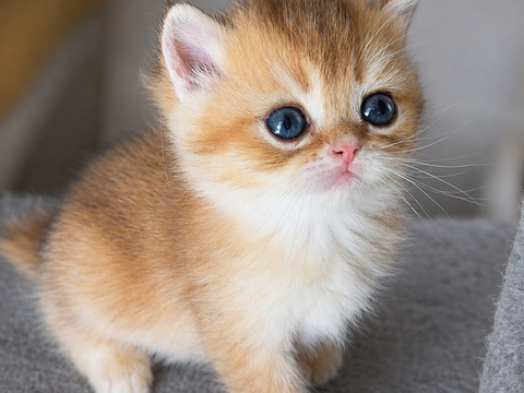 Chaton golden british shortair LOOF 1800 77550 Moissy-cramayel