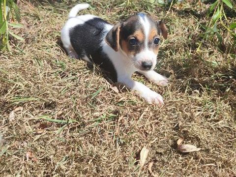Chiots Jack Russel 0 76440 Forges-les-eaux