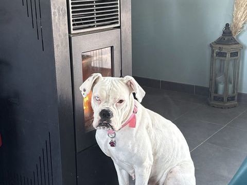 Chienne boxer 0 14170 Vendeuvre